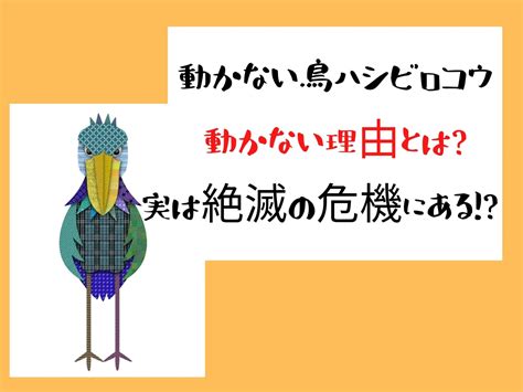 ハシビロコウが動かない理由は何時間動かないハシビロコウのいる動物園はどこ とれんどピッピ