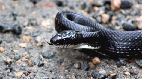 Summer Wildlife A Guide To Safe Snake Removal Wildlife Control