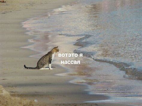 вот это я нассал | Cute love memes, Original memes, Funny memes