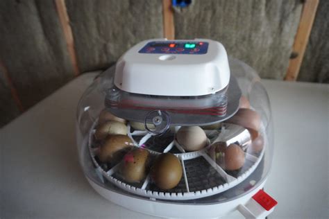 Incubating Chicken Eggs Scratch And Peck Feeds