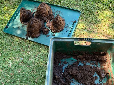 Harvesting Worm Castings Gardening With Angus