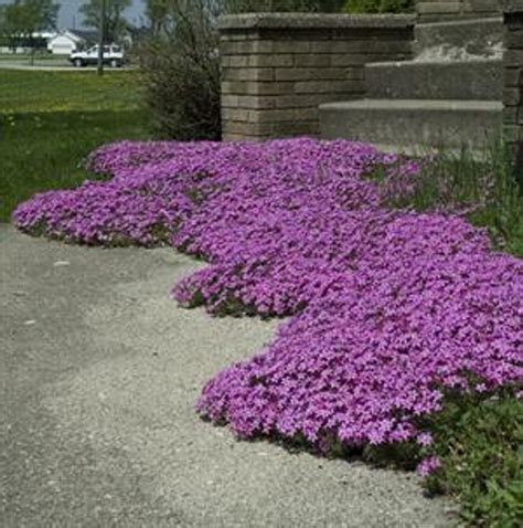 Phlox subulata 'Red Wing' | Perennial Plant Sale | Bloomin Designs Nursery