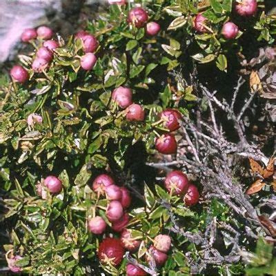 Gaultheria mucronata 'Crimsonia'