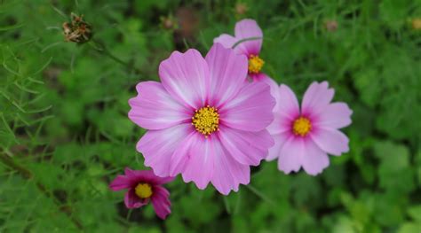 45 Beautiful Cosmos Cultivars For Your Flowerbeds