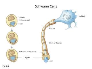 PPT - Neuron : Supporting cells : CNS : neuroglia (glia) PNS : Schwann ...