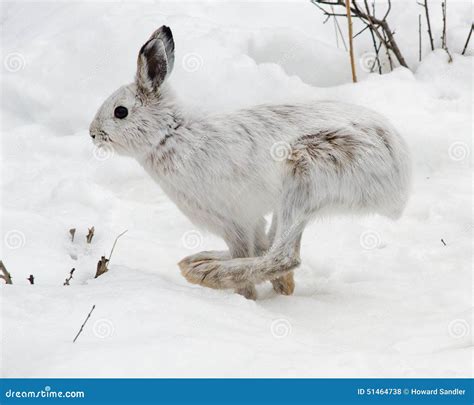 Snowshoe Hare Alaskan Animal Hare Running