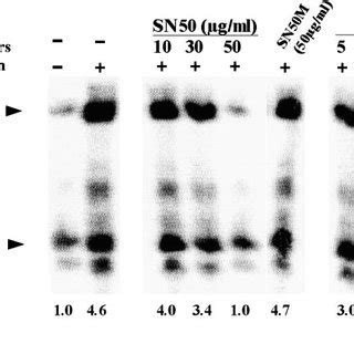 Ht A Mediated Up Regulation Of Mitogen Stimulated Mouse T And B