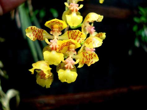 Oncidium – Full Pot of Flowers