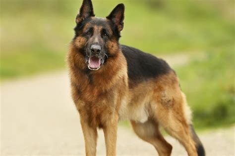 Cachorro Pastor Alemão Personalidade Preço Fotos Filhotes E Cuidados