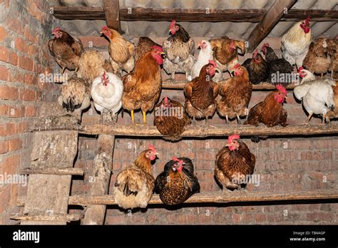 Inside Chicken Coop High Resolution Stock Photography And Images Alamy