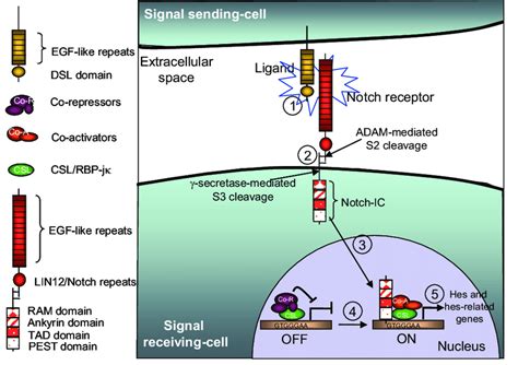 Sequence Of Events In The Canonical Notch Signal Interaction Between