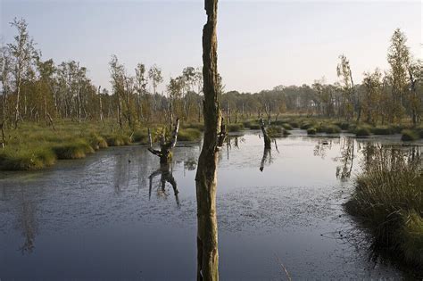 Landschaft Totes Moor Niedersachsen Bild Kaufen