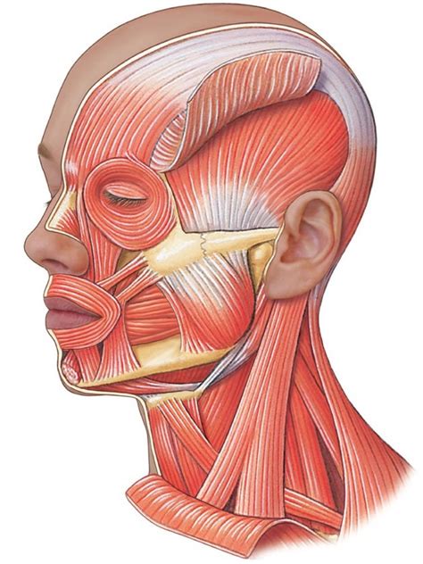 Facial Muscles Side Diagram Quizlet