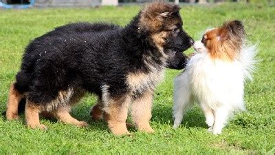 Chiot Elevage Des Trois Lieux Eleveur De Chiens Berger Allemand