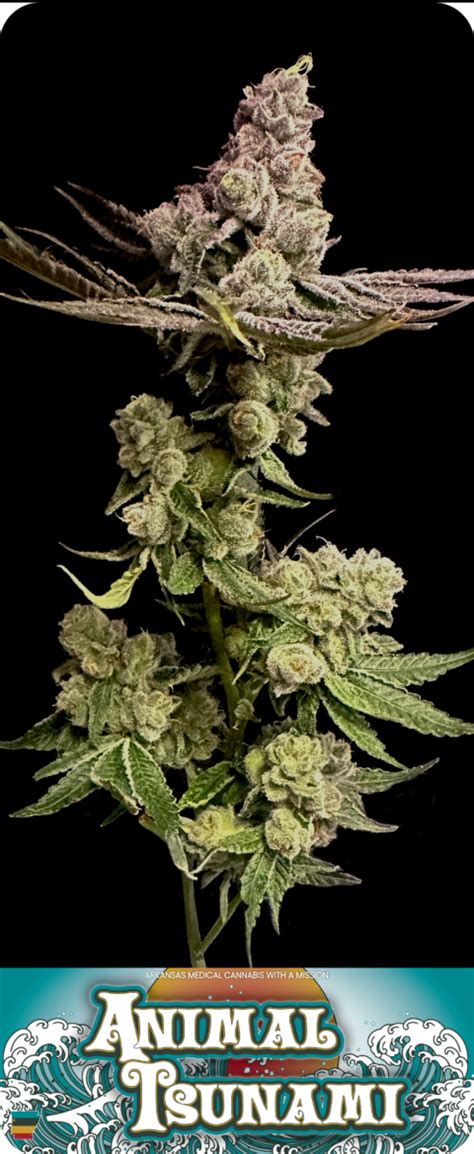 Animal Tsunami Ar Cannabis Times