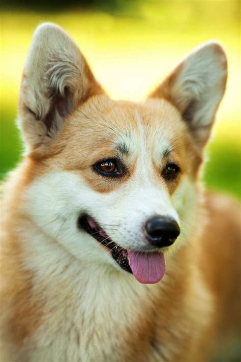 Red Welsh Corgi Pembroke Dog Outdoors On Green Grass Stock Photo