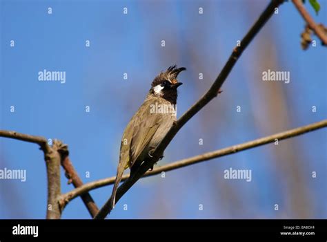 Himalayan Bulbul Pycnonotus Leucogenys Sitting On A Branch In