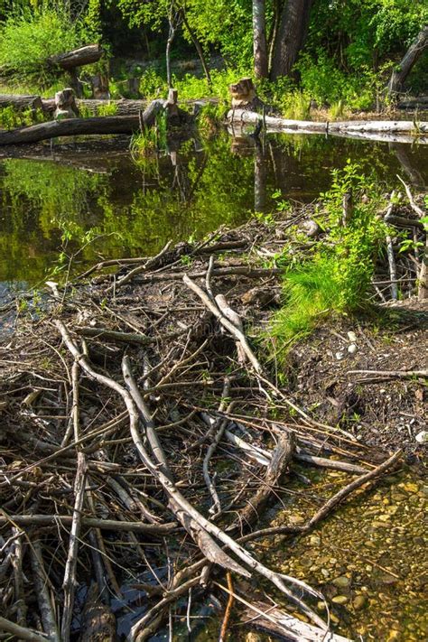 Beaver Dam In Wetlands National Park In Austria Stock Image Image Of