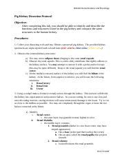 Pig Kidney Dissection Protocol.docx - BIO426: Renal Anatomy and Physiology Pig Kidney Dissection ...