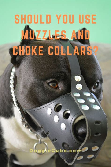 Should You Use Muzzles And Choke Collars Dog Muzzle Dog Behavior Dogs