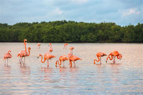 Tour Las Coloradas Y Río Lagartos Holbox Collection