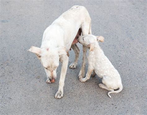 New Born Dog Feeding from Breast Stock Image - Image of feeding, cute: 100145075