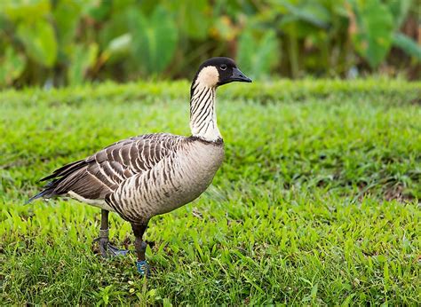 What Is The Hawaii State Bird? - WorldAtlas