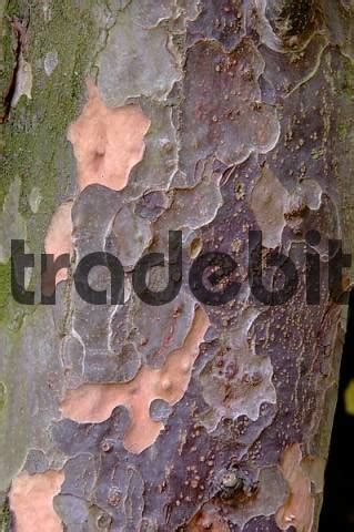 Persian Ironwood bark Parrotia persica - Download Abstract