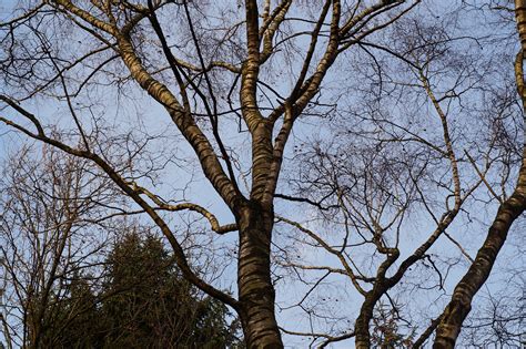 Bildet Tre Natur Skog Gren Vinter Anlegg Blad Blomst Logg