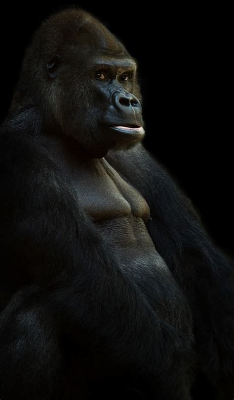 Silverback Gorilla Wallpaper Hd Wallpapers Of Silverback Gorillas