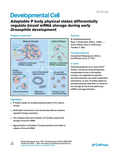 Pdf Adaptable P Body Physical States Differentially Regulate Bicoid Mrna Storage During Early