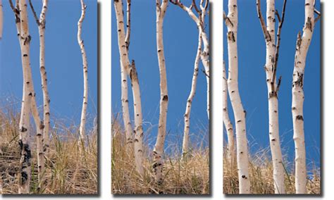 Birch Grove Nordhouse Dunes Triptych Photography Art Steven Huyser