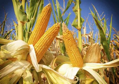 Выращивание кукурузы: пошаговые инструкции — Fertilizer Daily