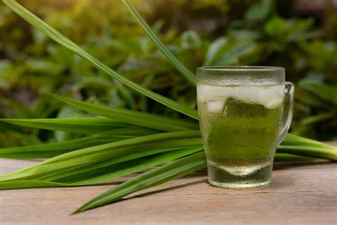 Manfaat Sehat Daun Pandan Yang Jarang Diketahui Sudah Tahu Belum