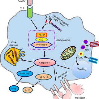 PDF Revisiting Caspases In Sepsis