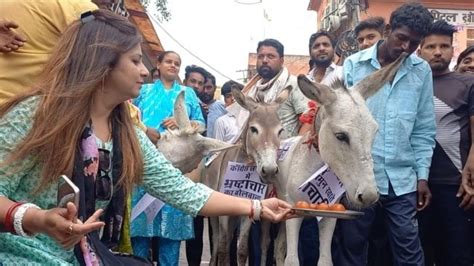 Unique Protest In Rajasthan Jaipur Gulab Jamun Feed To Donkey Video