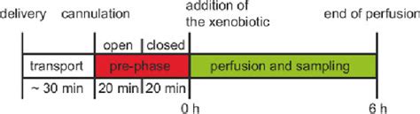 Working Procedure Of An Ex Vivo Human Placental Perfusion Experiment Download Scientific