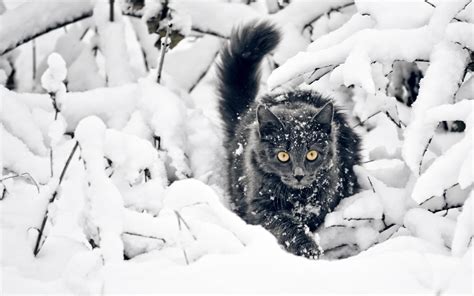 Enchanting Black Cat In Snow Hd Wallpaper