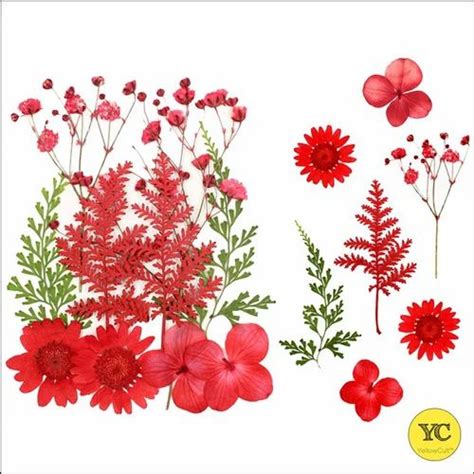 10 12 Pcs Pressed Real Dried Pressed Flowers For Decoration Red At Rs