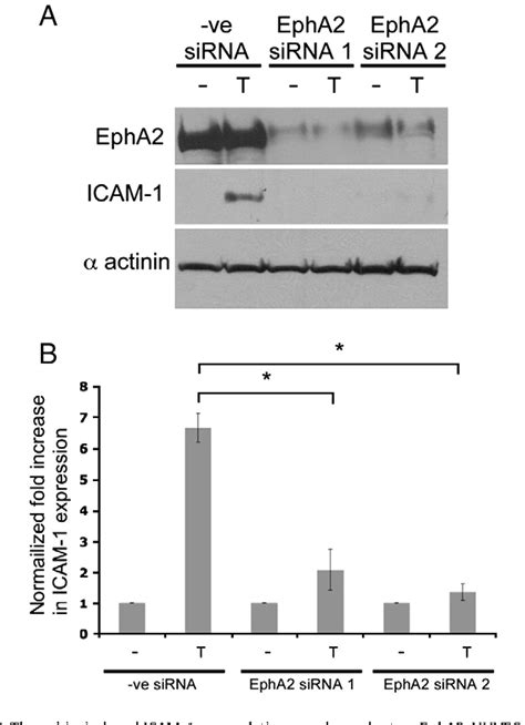 Figure From Receptor Tyrosine Kinase Epha Mediates Thrombin Induced