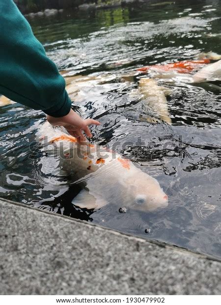 hand touching fish pond stock photo  shutterstock