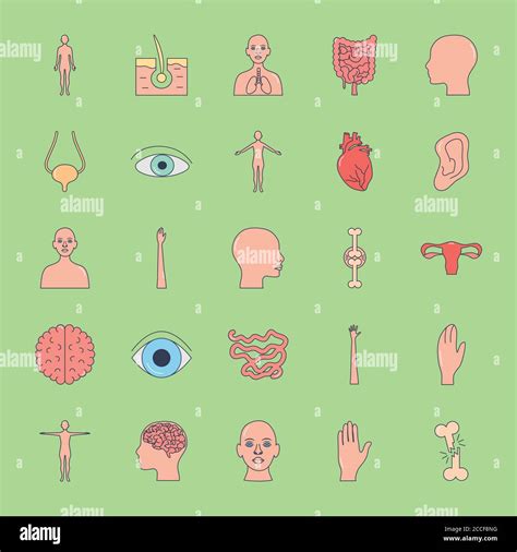 Human Body Icon Set Over Green Background Line Fill Style Vector