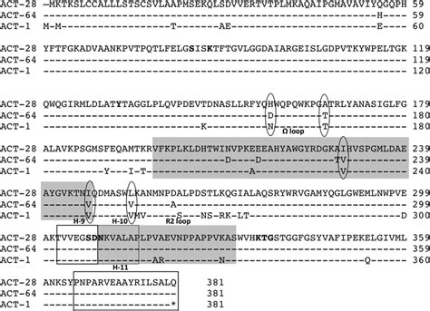 amino acid alignment  act  act   act   highlight