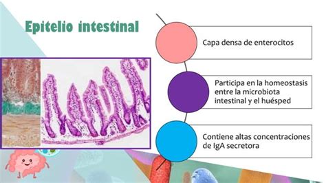 Sistema Inmune Y Microbiota Pdf