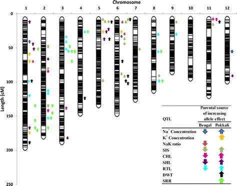 Molecular Genetic Map Showing The Positions Of Qtls For Nine Traits