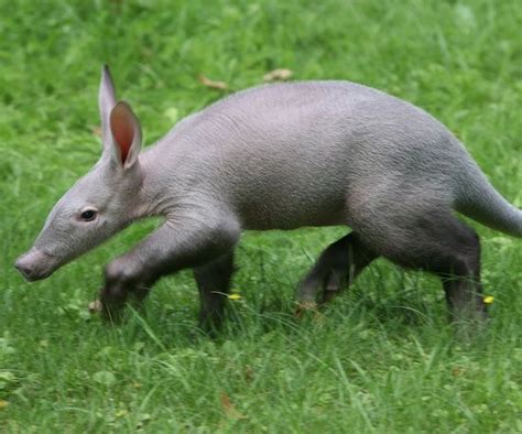 A Is For Aardvark B Is For Baby Aardvark So Its Time To C