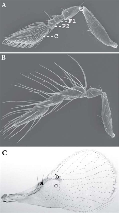 Ac Trichogramma Trichogramma Female Antenna A F1 F2 Funicular Download Scientific