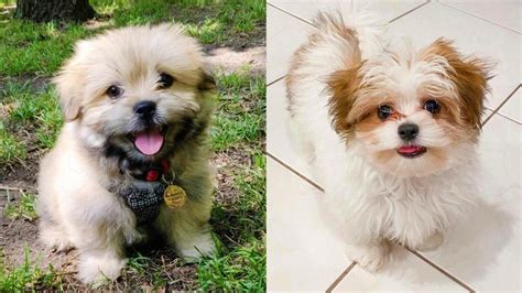 Shiranian Cutest Pomeranian Shih Tzu Mix Dog Breed Dog Breeds Shih