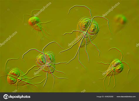 Giardia Intestinalis Également Connu Sous Nom Giardia Lamblia