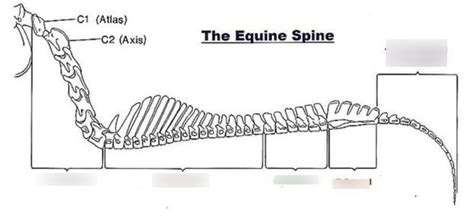 The Equine Spine Diagram Quizlet